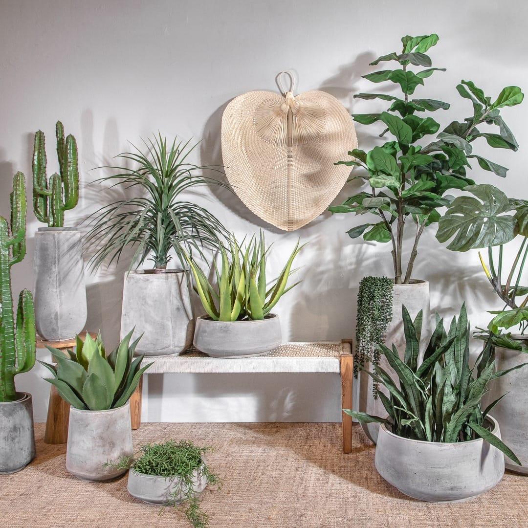 צמחייה ופלנטרים - קארמה